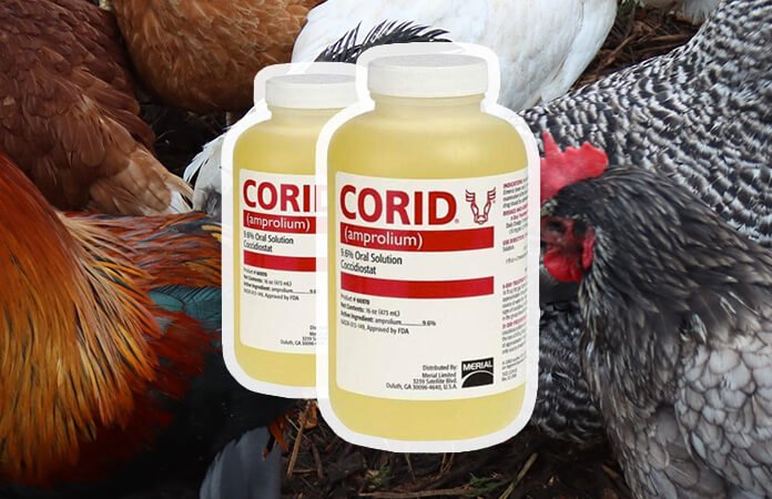 corid chickens